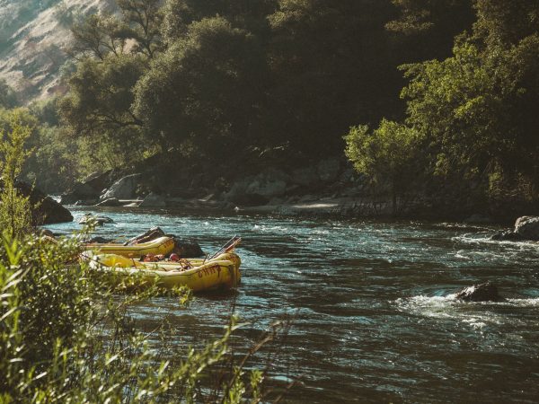 water next to a tree