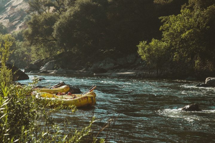 water next to a tree